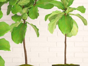ficus lyrata trees collection Modelo 3D
