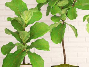 ficus lyrata trees collection Modelo 3D