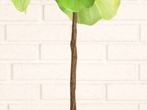 ficus lyrata trees collection Modelo 3D