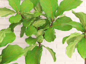 ficus lyrata trees collection Modelo 3D