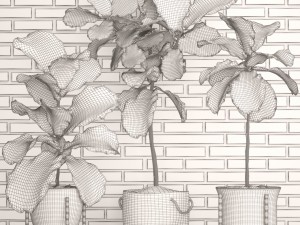 ficus lyrata trees collection Modelo 3D
