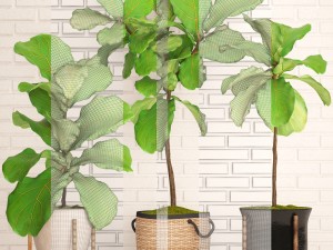 ficus lyrata trees collection Modelo 3D