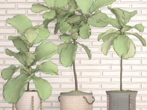 ficus lyrata trees collection Modelo 3D