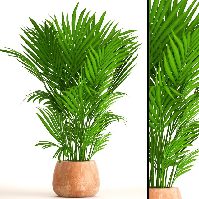 howea forsteriana 3D Model .c4d .max .obj .3ds .fbx .stl .blend 