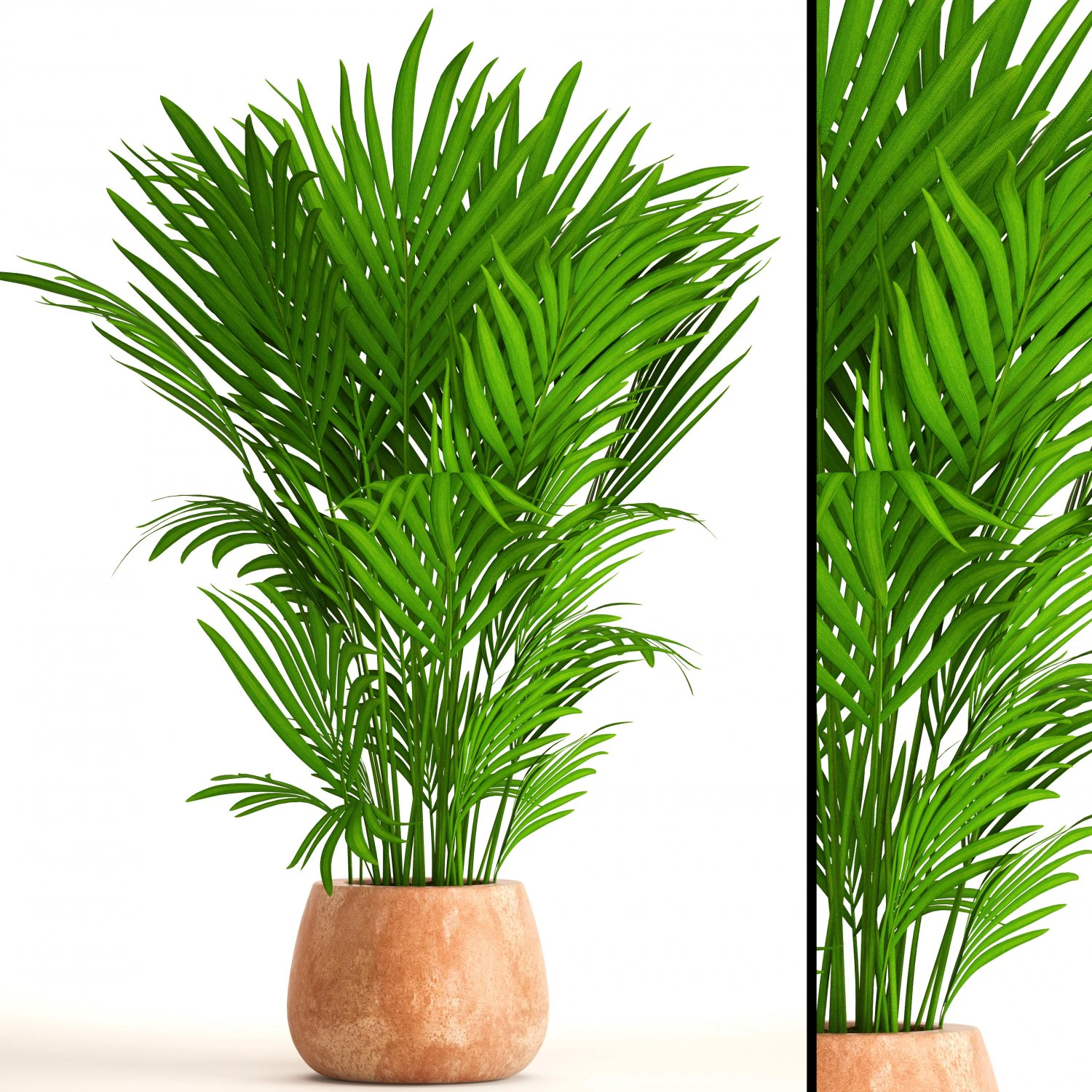 howea forsteriana 3D Model .c4d .max .obj .3ds .fbx .stl .blend