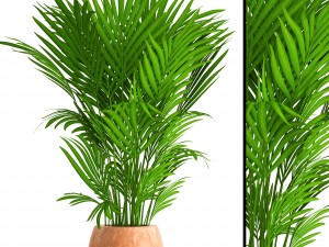 howea forsteriana Modelo 3D