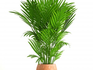 howea forsteriana 3D Model