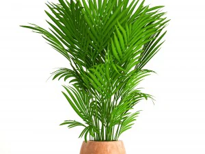howea forsteriana 3D Model