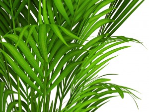 howea forsteriana 3D Model