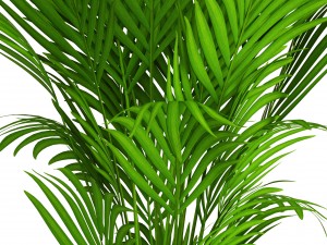 howea forsteriana 3D Model