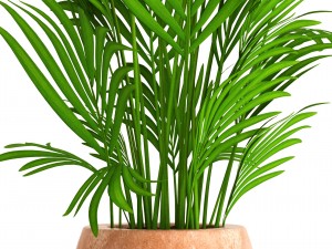 howea forsteriana 3D Model