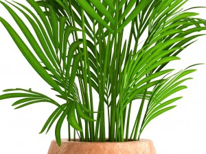 howea forsteriana 3D Model