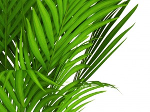 howea forsteriana 3D Model