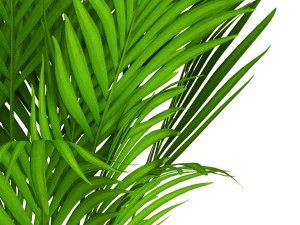 howea forsteriana 3D Model