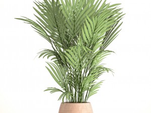 howea forsteriana 3D Model