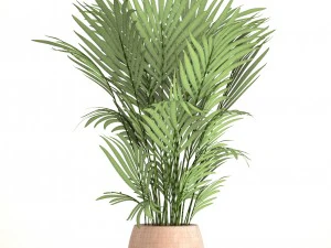 howea forsteriana 3D Model