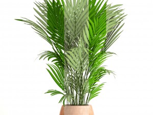 howea forsteriana 3D Model