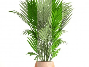 howea forsteriana 3D Model