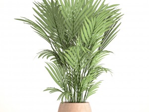 howea forsteriana 3D Model