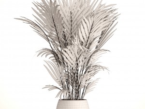 howea forsteriana 3D Model