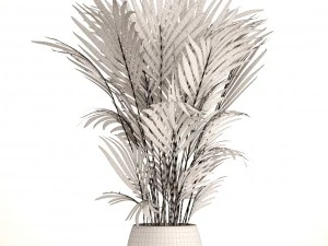 howea forsteriana 3D Model