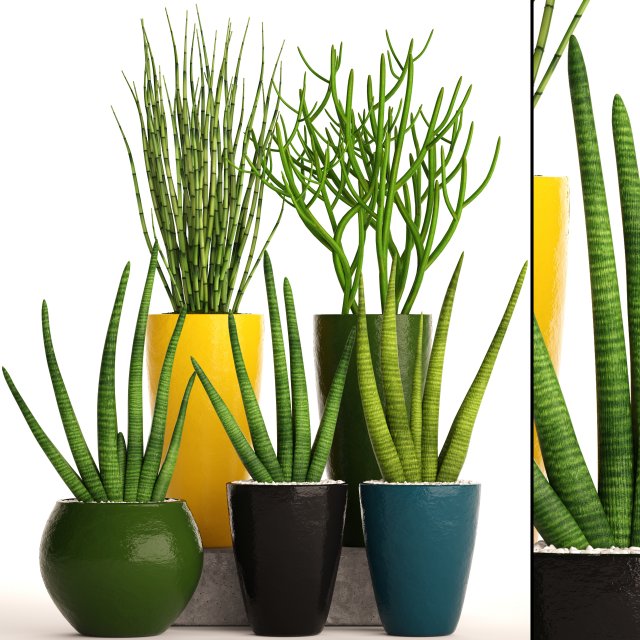 sansevieria cylindrica set 3D Model .c4d .max .obj .3ds .fbx .stl .blend 