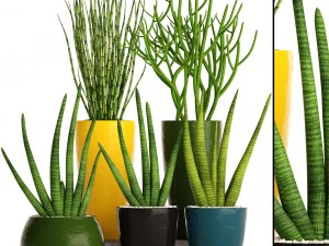 Sansevieria Cylindrica-Set 3D Modell