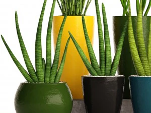 sansevieria cylindrica set 3D Model
