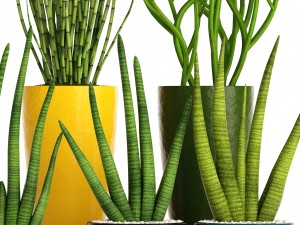 sansevieria cylindrica set 3D Model