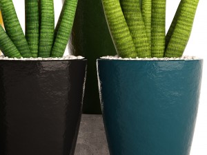 sansevieria cylindrica set 3D Model