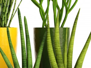 sansevieria cylindrica set 3D Model