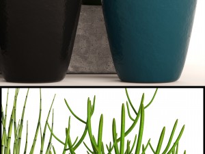 sansevieria cylindrica set 3D Model