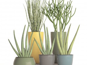 sansevieria cylindrica set 3D Model