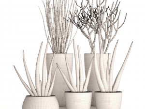 sansevieria cylindrica set 3D Model