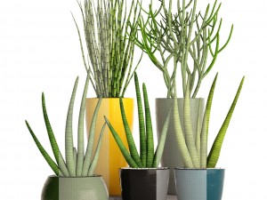 sansevieria cylindrica set 3D Model