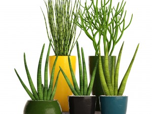 sansevieria cylindrica set 3D Model