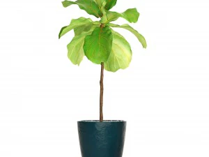collection plants 3D Model
