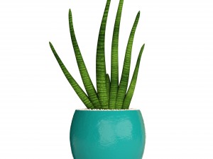 collection plants Modello 3D