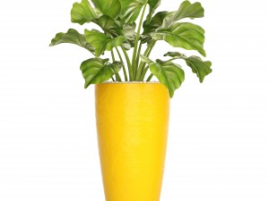 collection plants Modello 3D