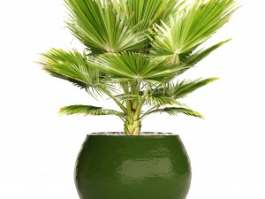 collection plants Modello 3D
