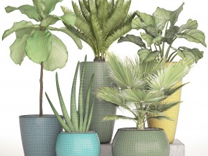 collection plants Modello 3D