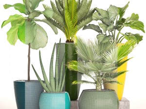 collection plants Modello 3D