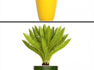 collection plants Modello 3D