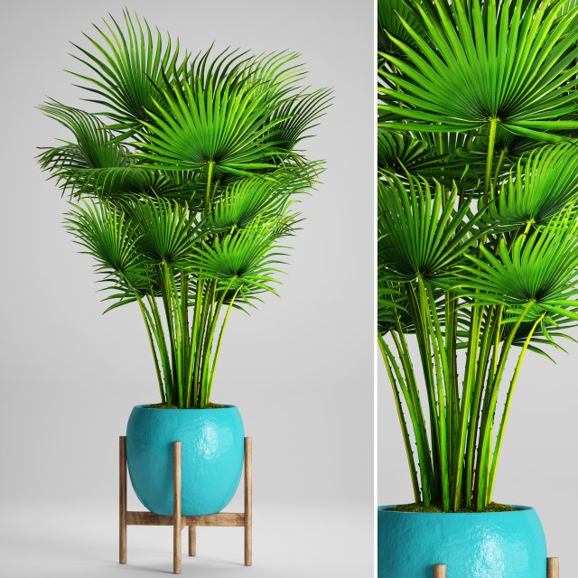palm tree 3D Модель .c4d .max .obj .3ds .fbx .stl .blend 