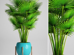 palm tree 3Dモデル