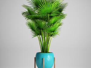 palm tree 3D Модель