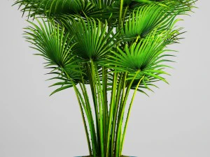 palm tree 3D Model