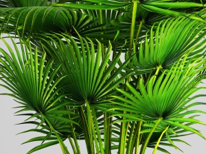 palm tree 3D Модель