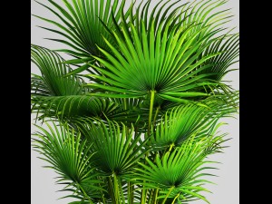 palm tree 3D Модель