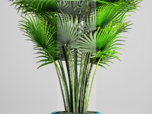 palm tree 3D Модель